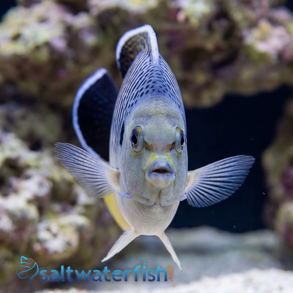 Tiger Angelfish