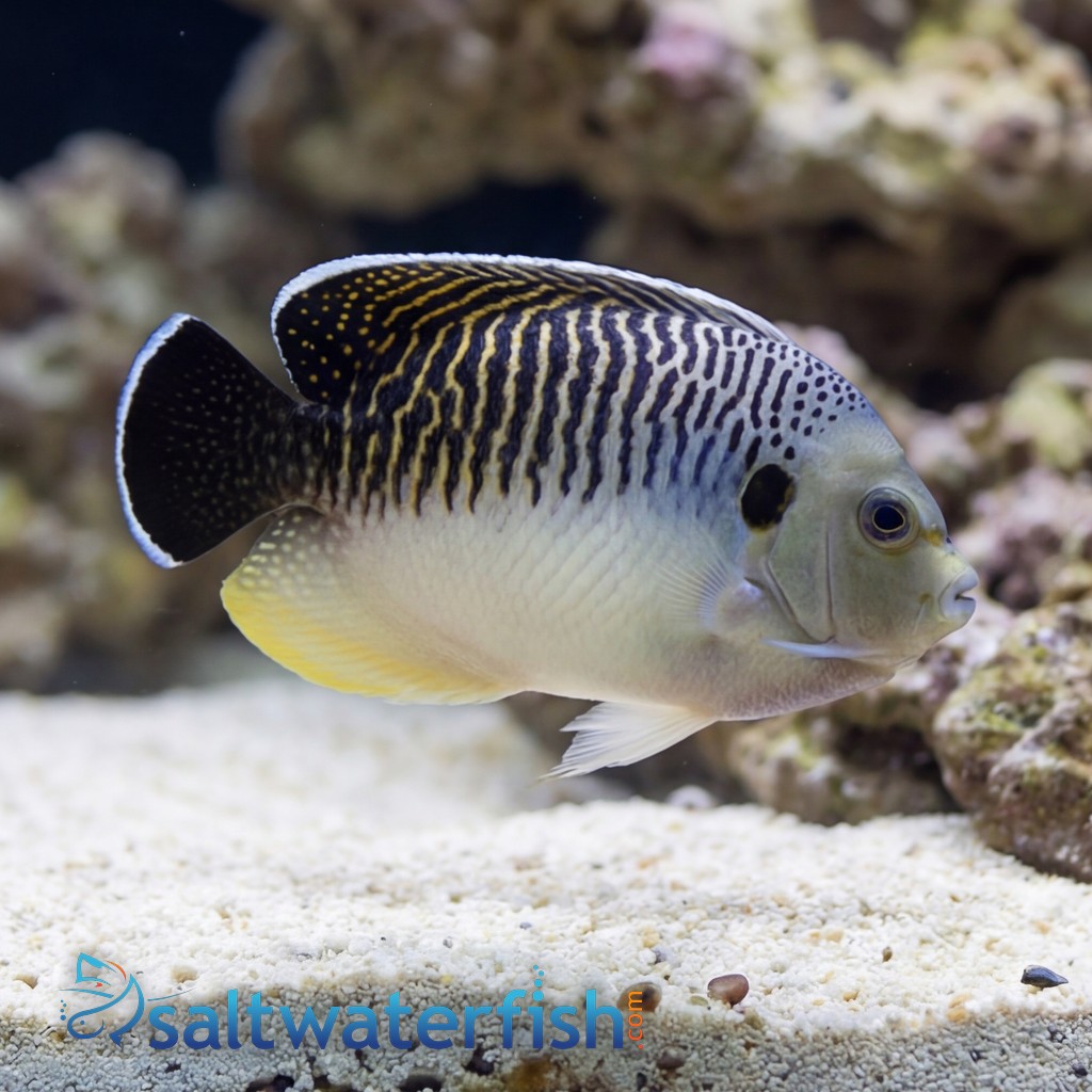 Tiger Angelfish