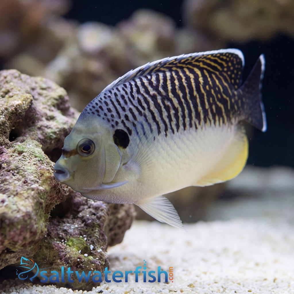 Tiger Angelfish