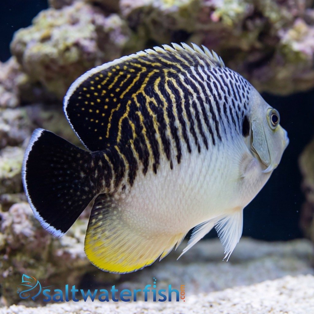 Tiger Angelfish
