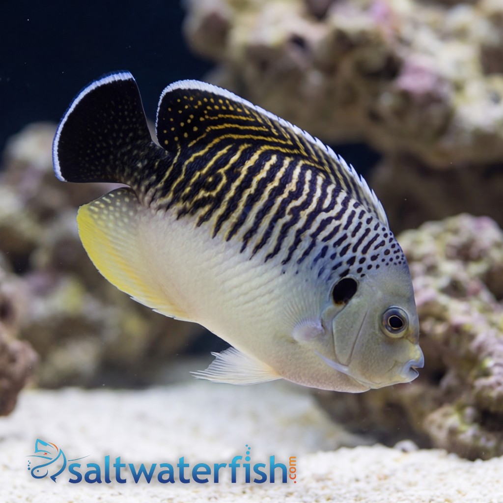 Tiger Angelfish