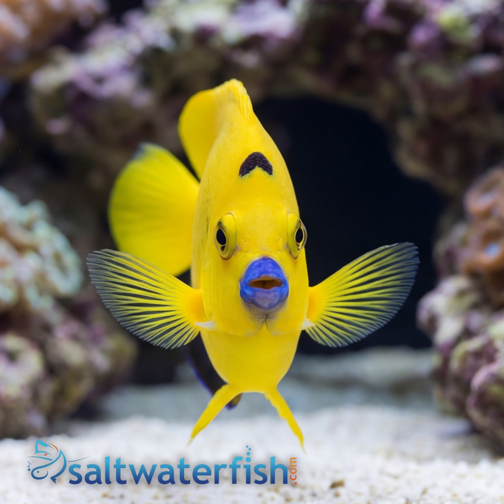 Flagfin Angelfish