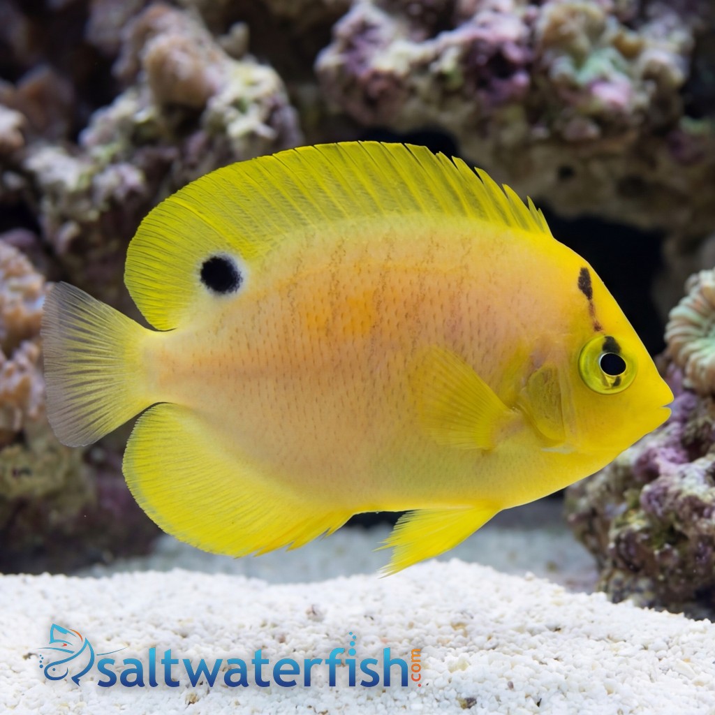 Flagfin Angelfish