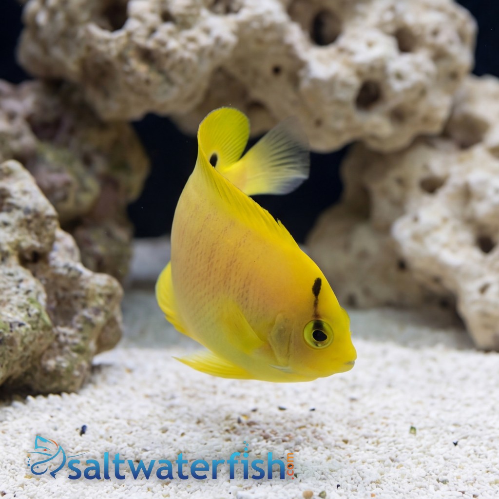 Flagfin Angelfish