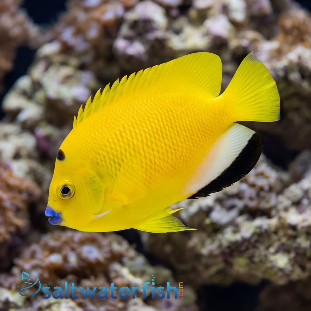 Flagfin Angelfish