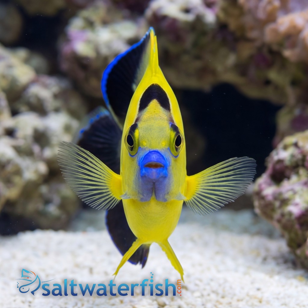 Goldflake Angelfish