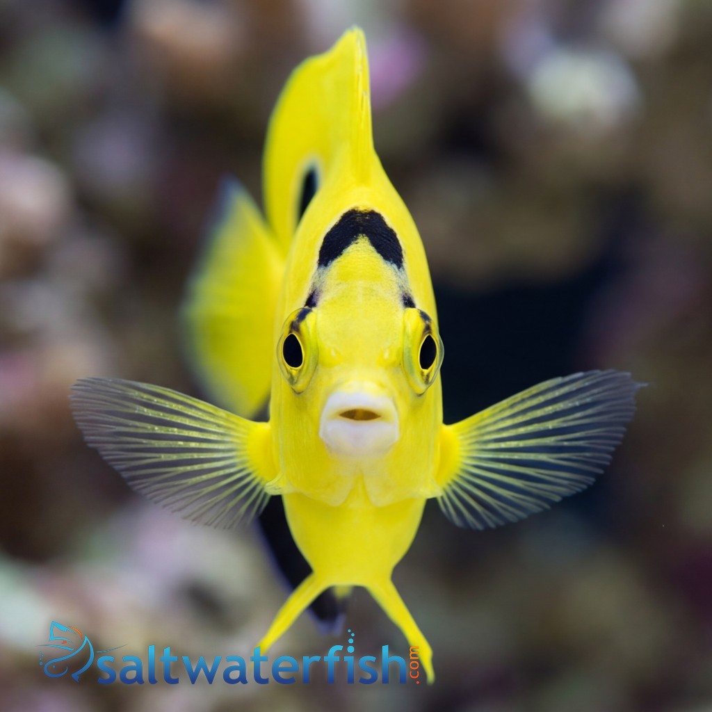 Goldflake Angelfish
