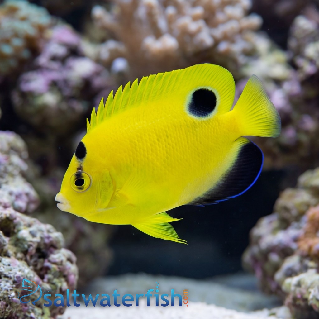 Goldflake Angelfish