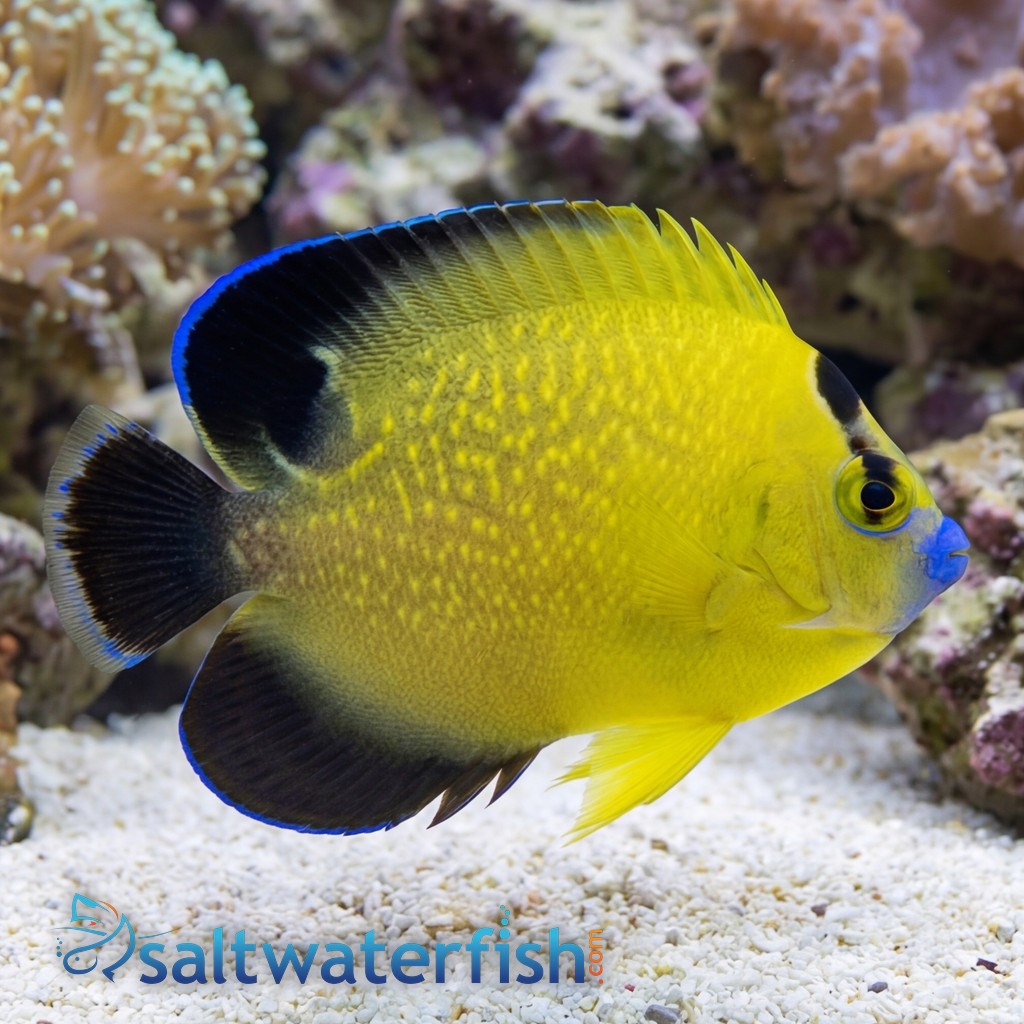 Goldflake Angelfish
