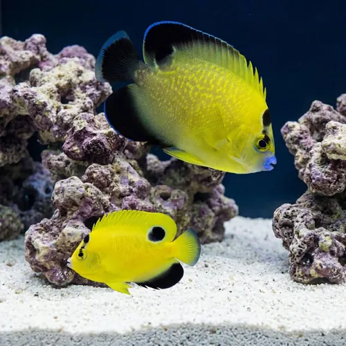 Goldflake Angelfish