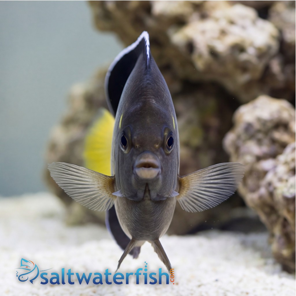 Yellow-Ear Angelfish