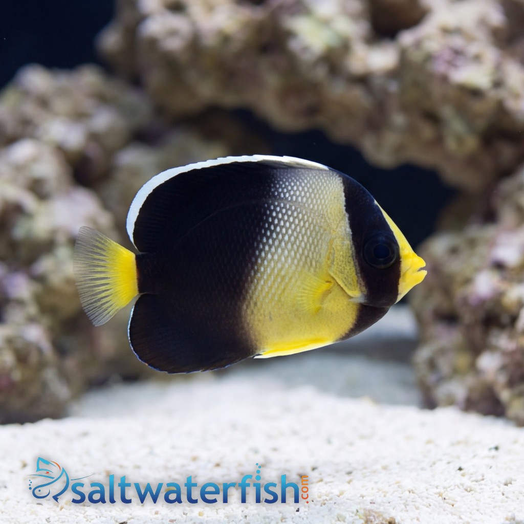 Yellow-Ear Angelfish