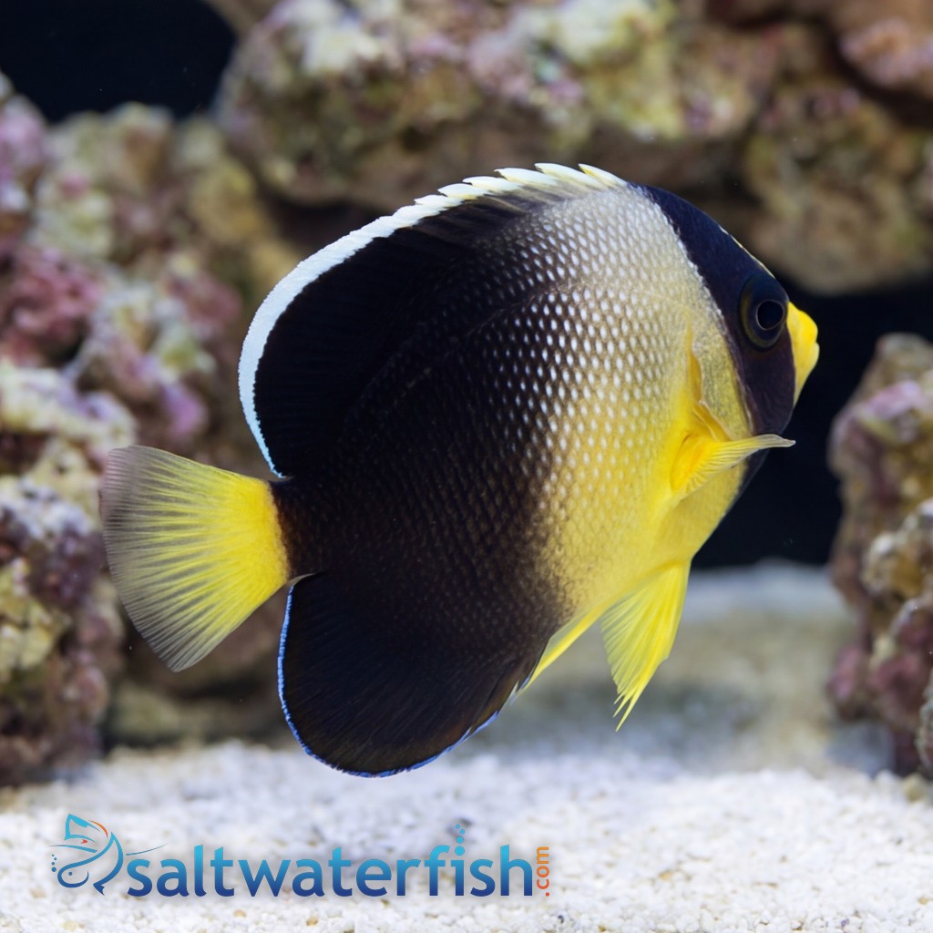 Yellow-Ear Angelfish
