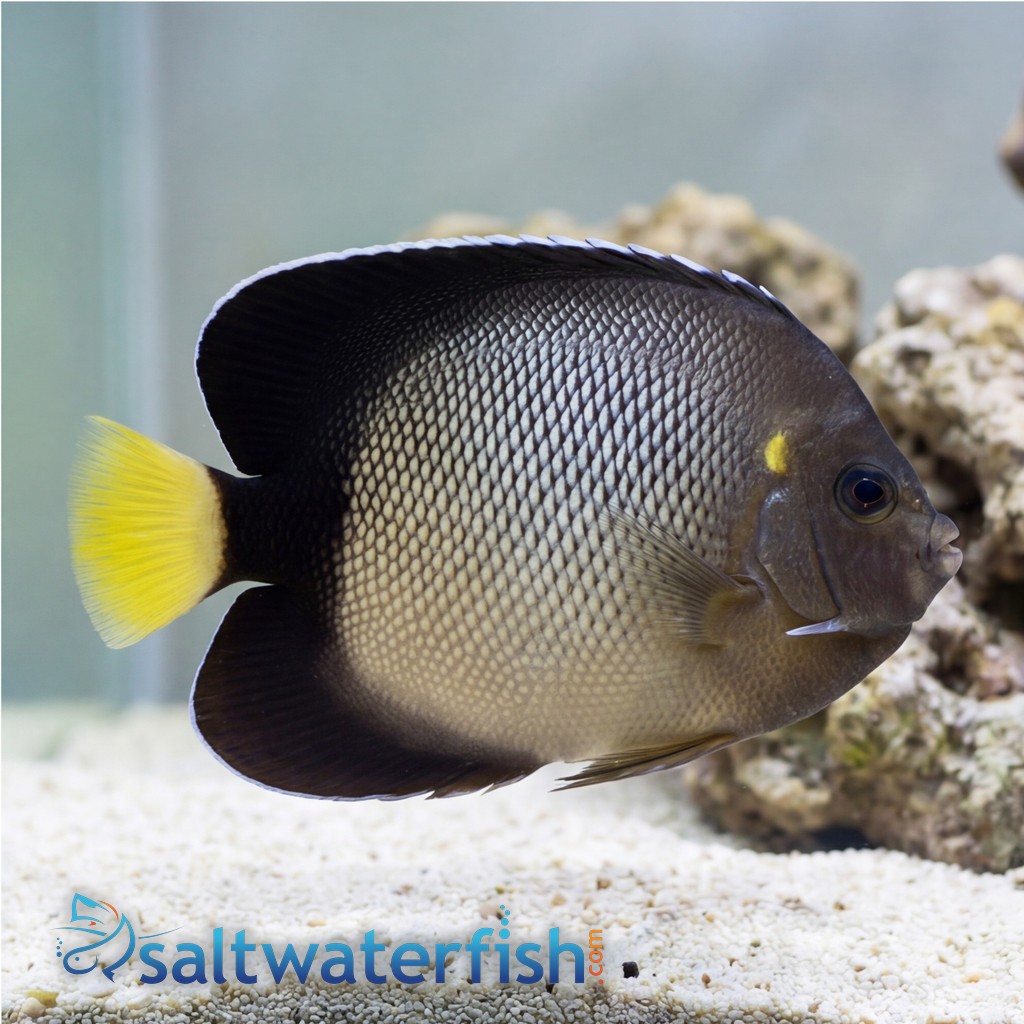 Yellow-Ear Angelfish