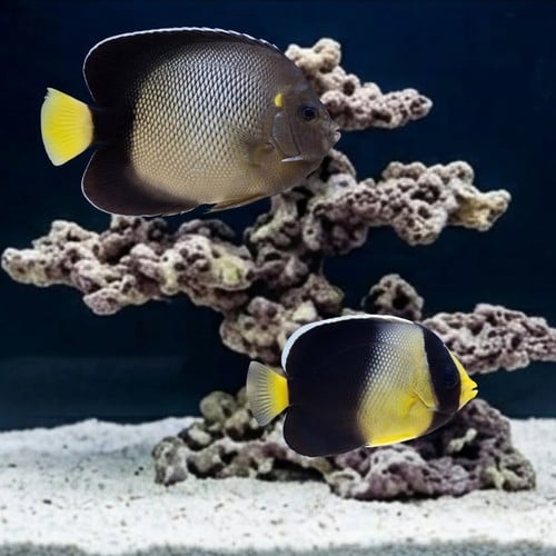 Yellow-Ear Angelfish