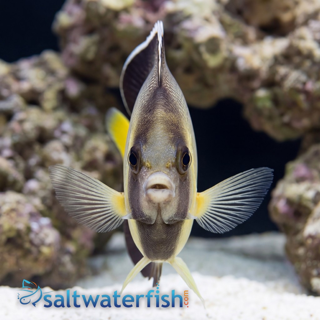 Cream Angelfish