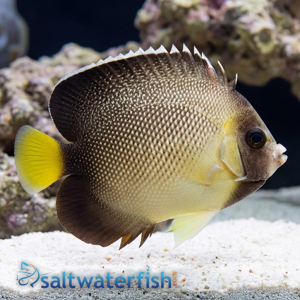 Cream Angelfish
