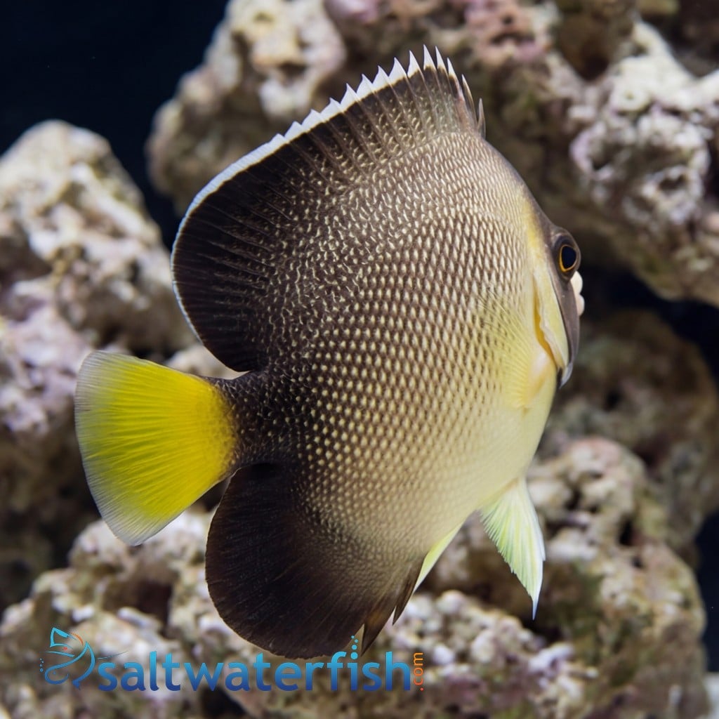Cream Angelfish