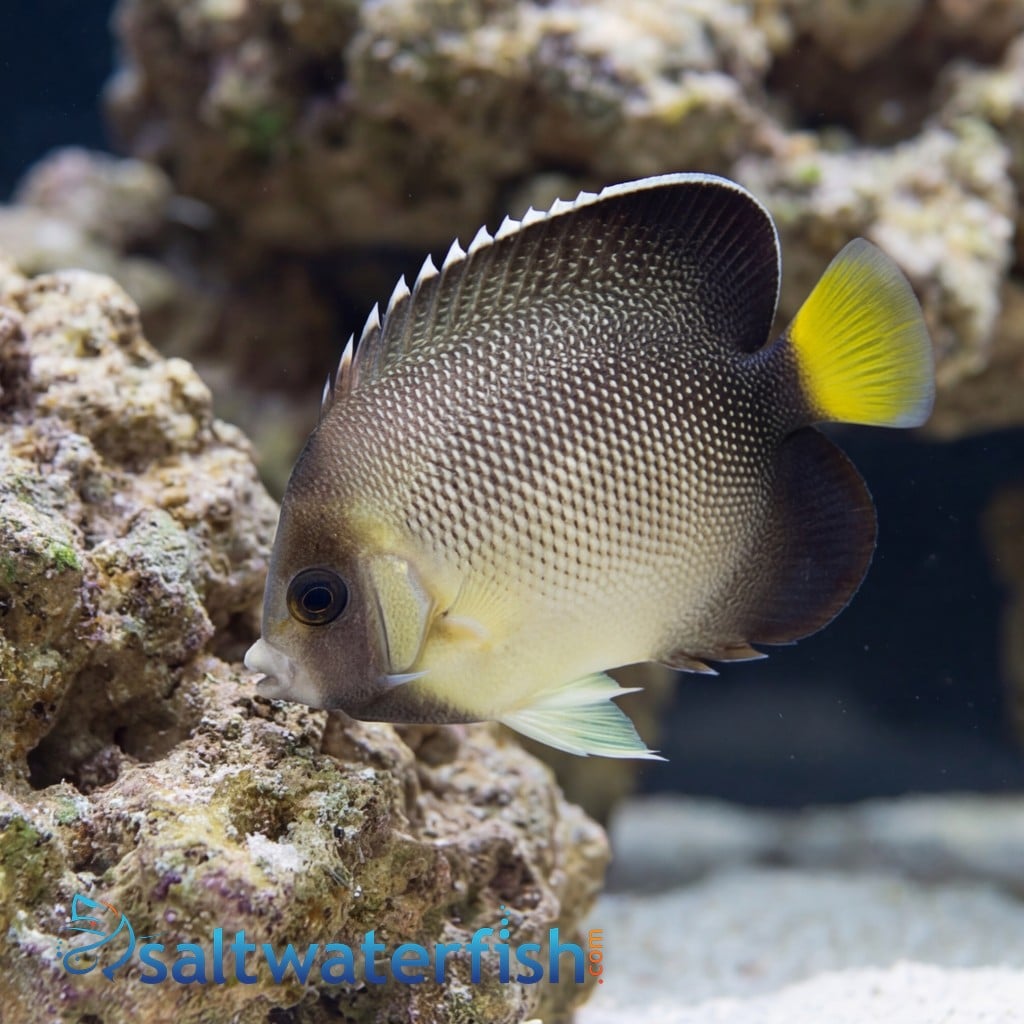 Cream Angelfish