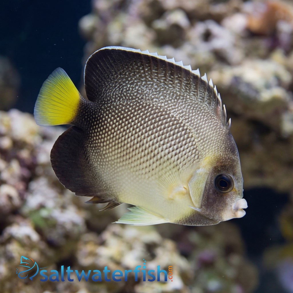 Cream Angelfish