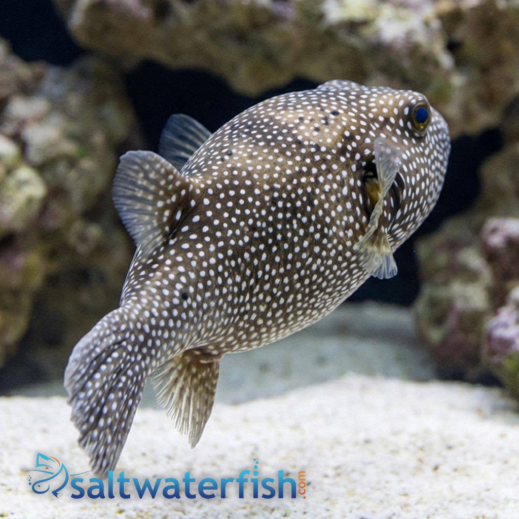 Blue and White Spotted Puffer 