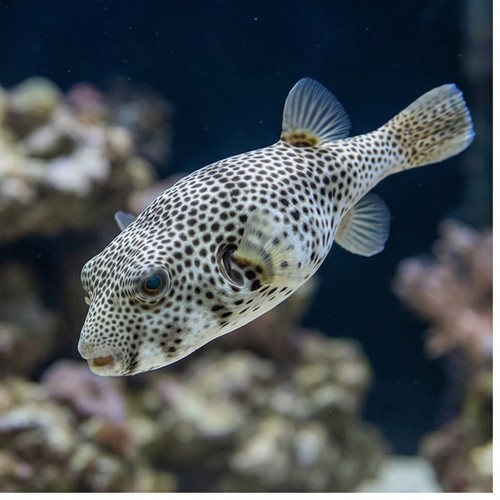 Star Puffer