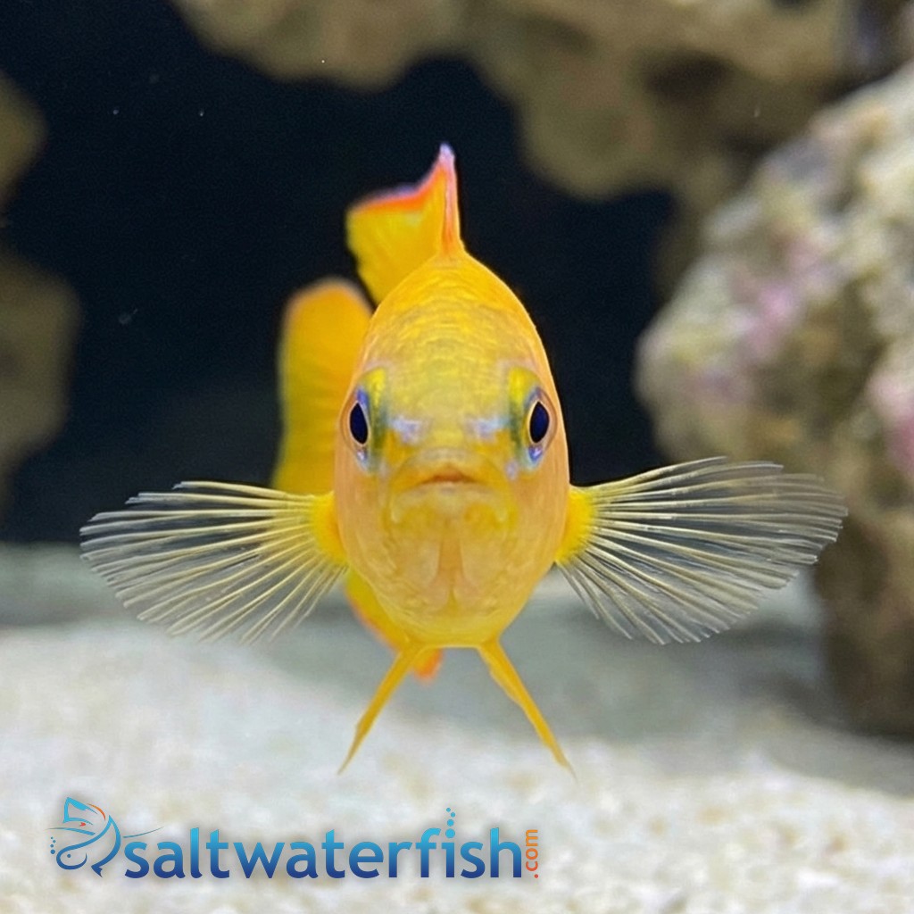 Yellow Assessor - Australia