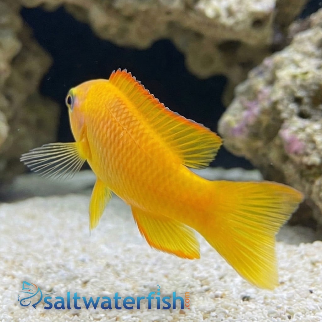 Yellow Assessor - Australia