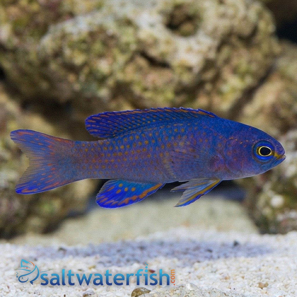 Macneill's Basslet 