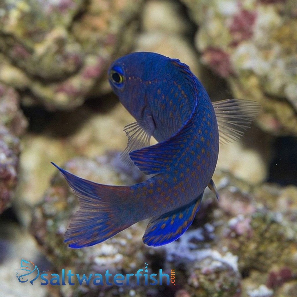 Macneill's Basslet 