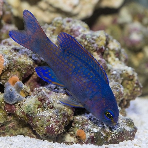 Macneill's Basslet 