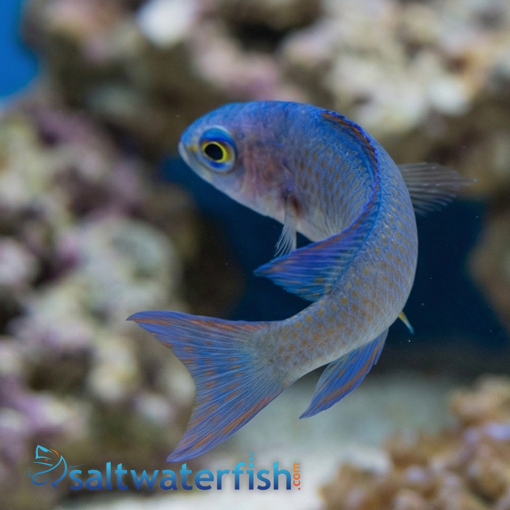 Randalli's Assessor Basslet - Japan