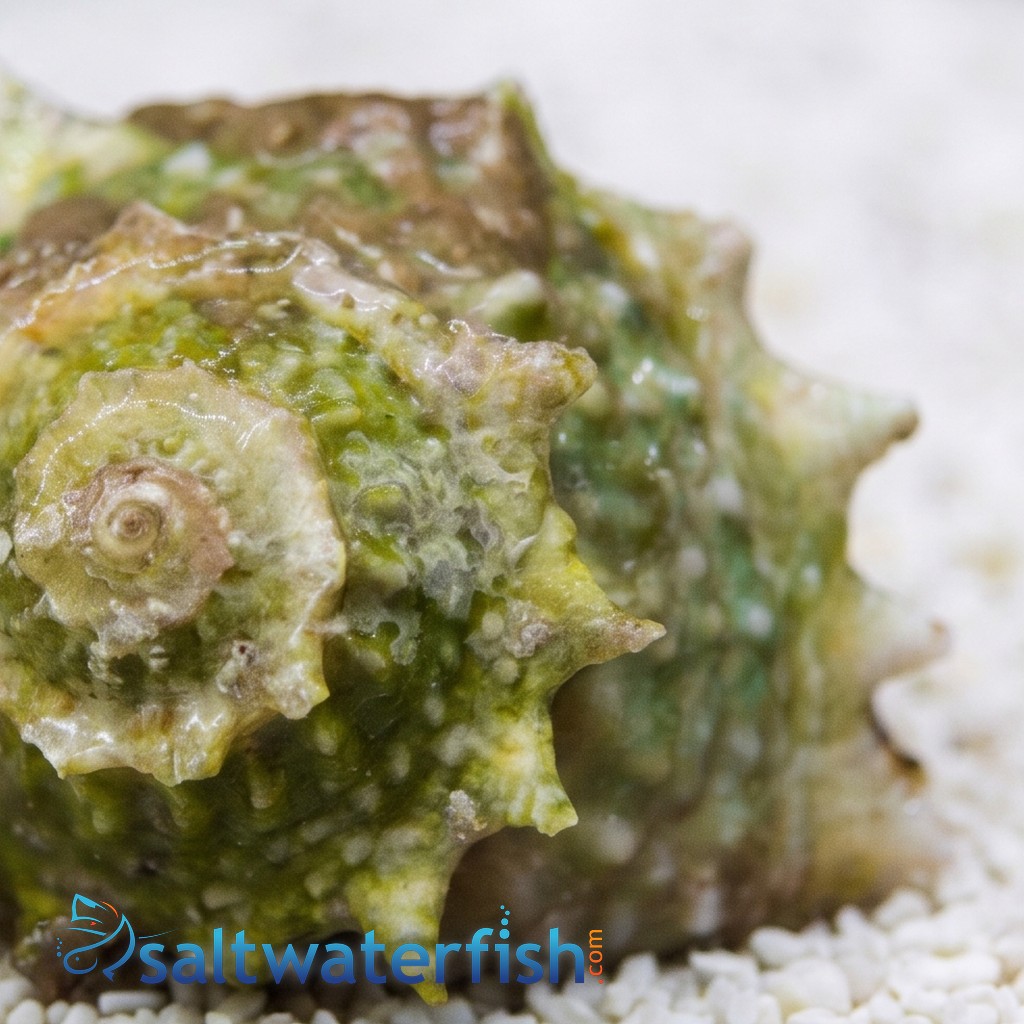 Spiny Star Astrea Snail  