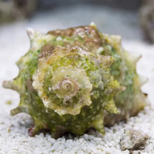 Spiny Star Astrea Snail