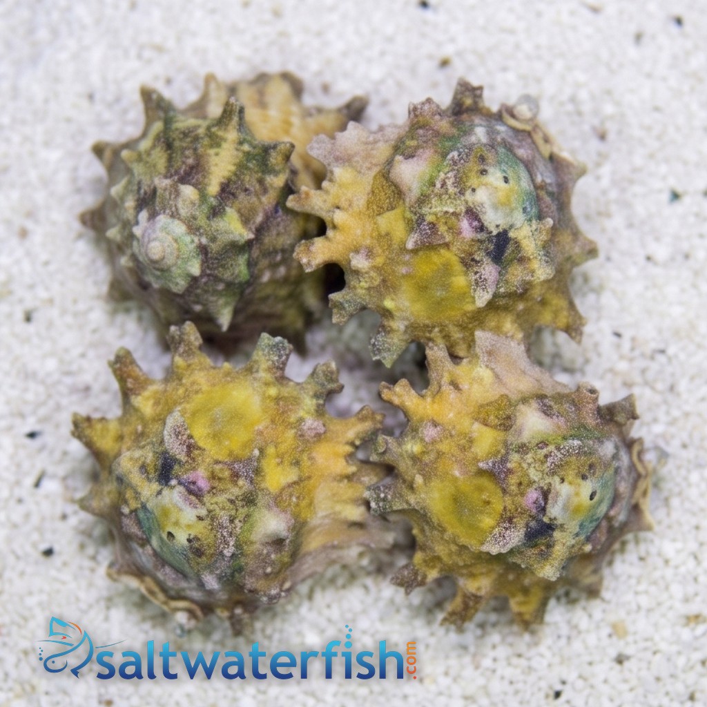 Spurred Turban Snail
