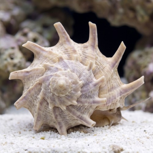 Spurred Turban Snail