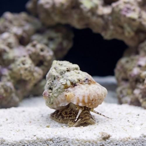 Turbo/Astrea Snail - Group of 50