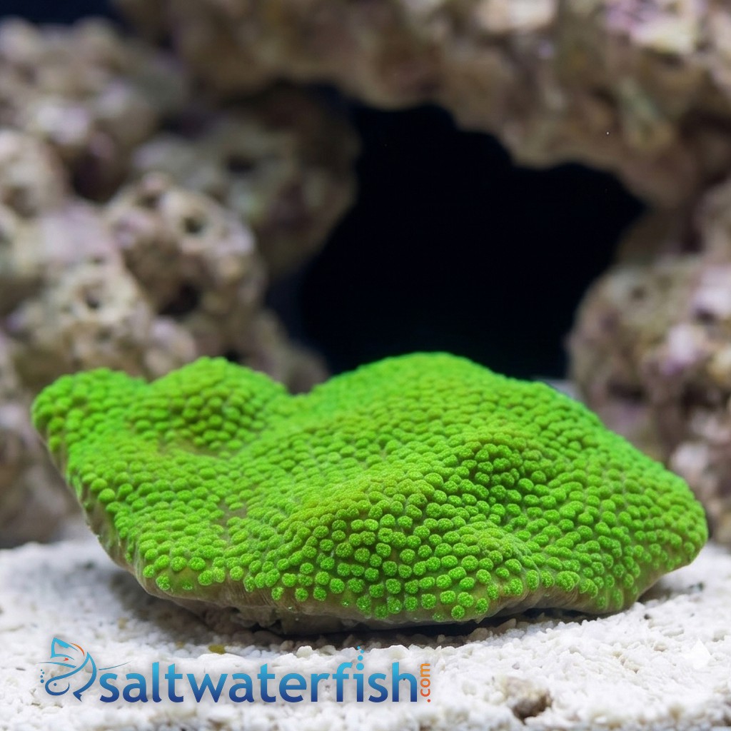 Starflower Coral Astreopora : Green