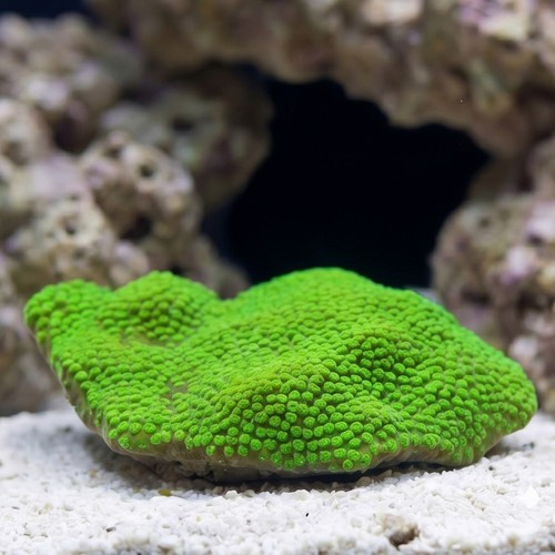 Starflower Coral Astreopora : Green