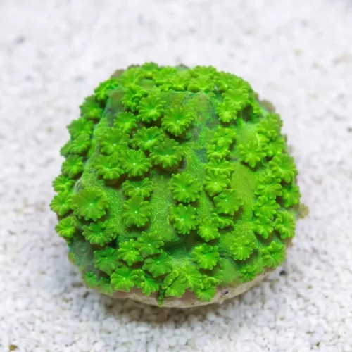 Starflower Coral Astreopora : Neon Green - Aquacultured