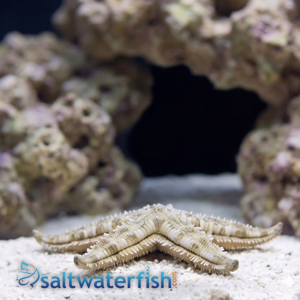 Sand Sifting Starfish