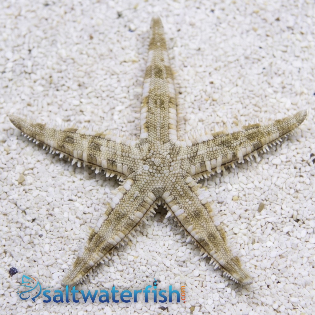 Sand Sifting Starfish