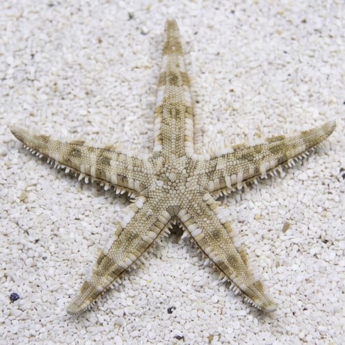 Sand Sifting Starfish