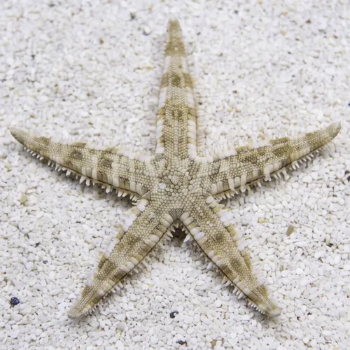 Sand Sifting Starfish