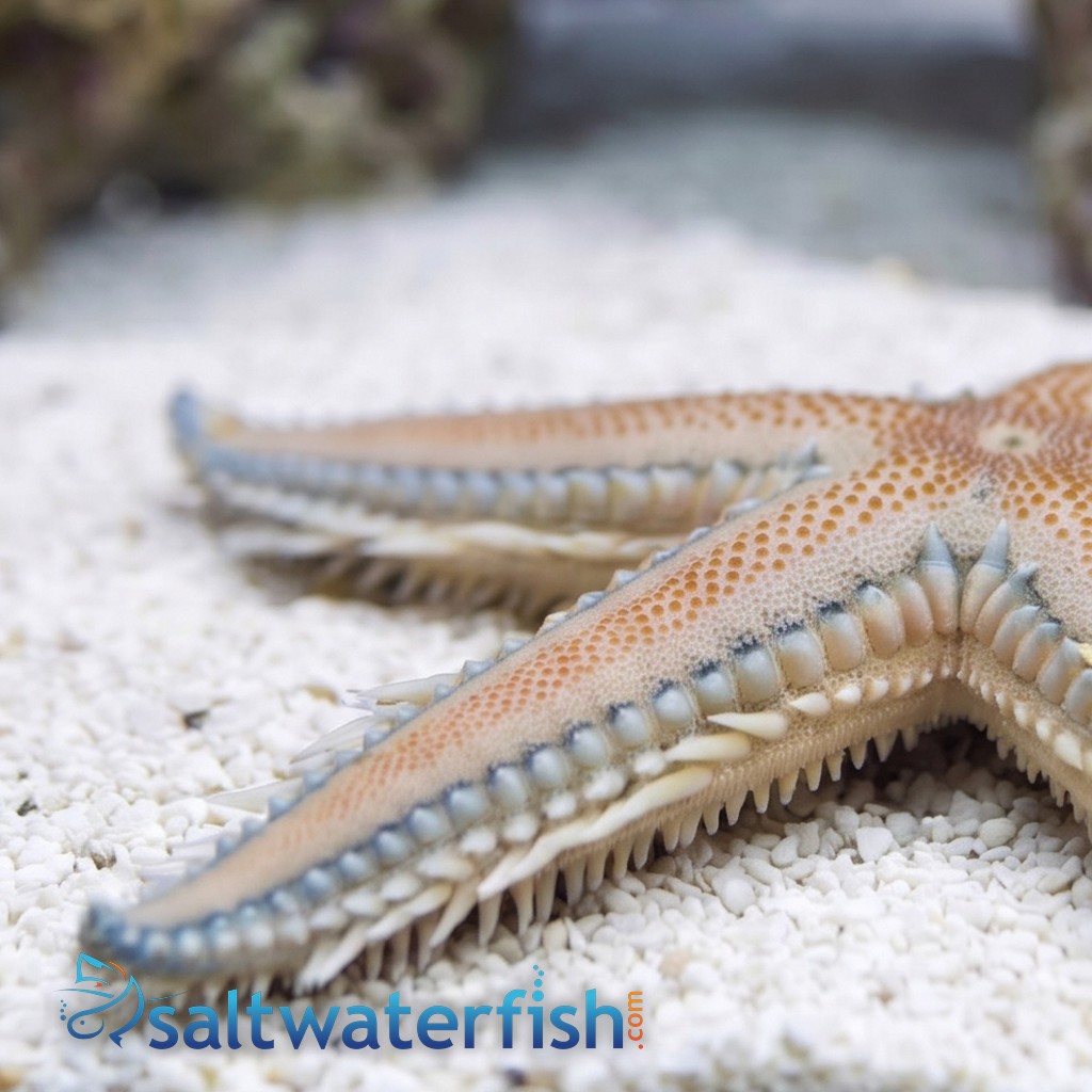 Sand Sifting Starfish Blue/Pink
