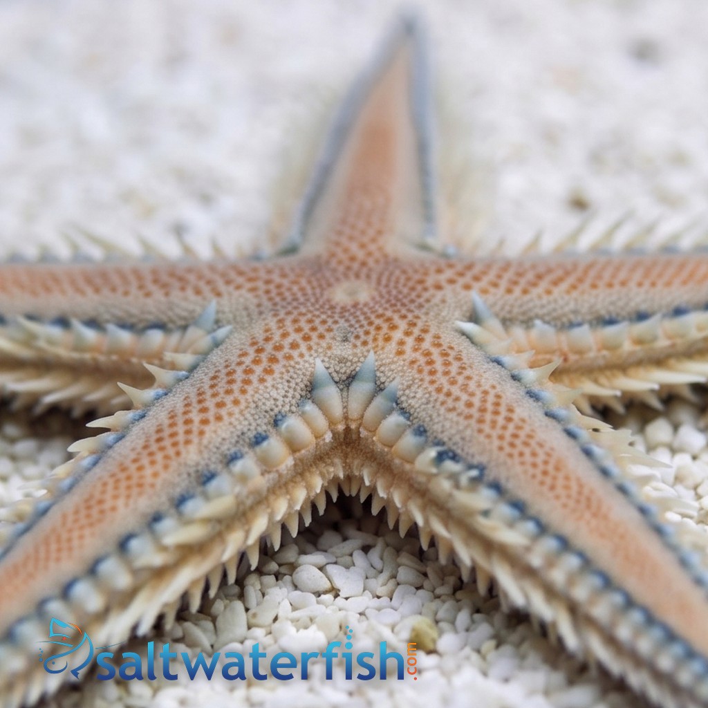 Sand Sifting Starfish Blue/Pink
