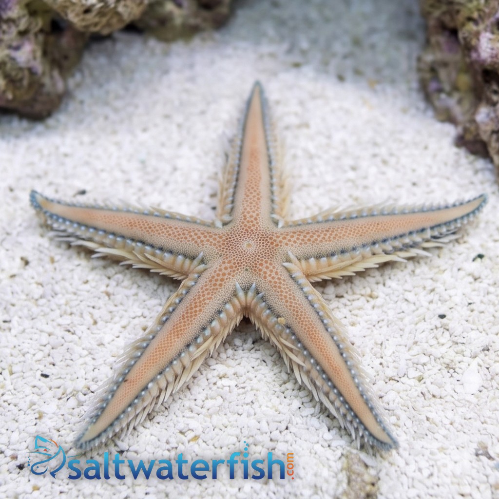 Sand Sifting Starfish Blue/Pink