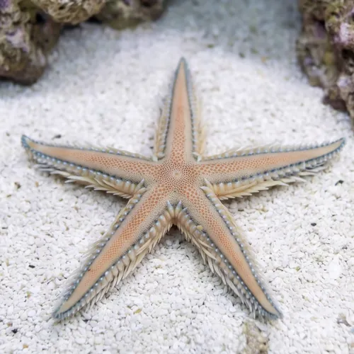 Sand Sifting Starfish Blue/Pink