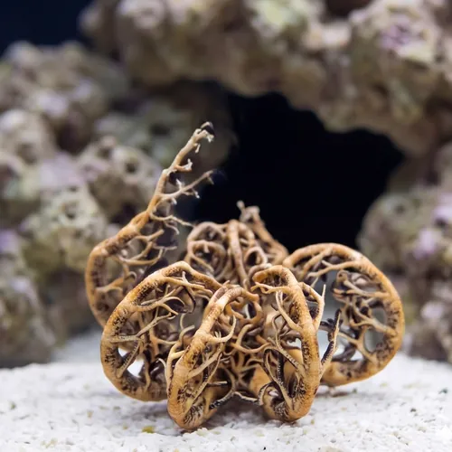 Basket Star