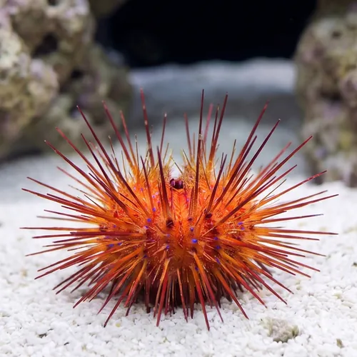 Blue Spot Star Urchin